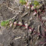 Radiola linoides Vivejo