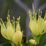 Xanthostemon aurantiacus Blüte