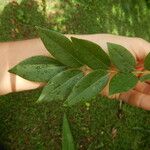 Gliricidia sepium Leaf