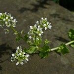 Cochlearia officinalis Blüte
