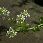 Cochlearia officinalis Lorea
