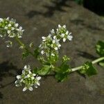 Cochlearia officinalis Цвят