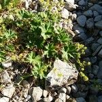 Alchemilla monticola 整株植物