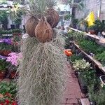 Tillandsia usneoides List