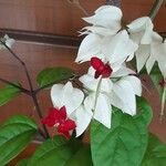 Clerodendrum thomsoniae Blomma