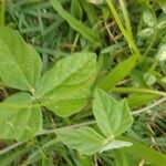 Macroptilium atropurpureum Leaf