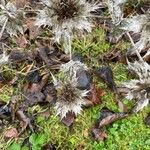 Carlina vulgaris आदत