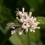 Asperula taurina Blomma