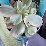Cotyledon tomentosa Hoja