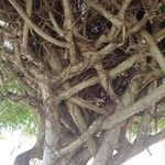 Ficus pertusa Kéreg