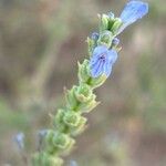 Lavandula coronopifolia Žiedas