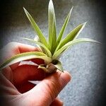 Tillandsia utriculata برگ