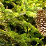 Picea abies Лист