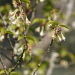 Prunus trichostoma 花
