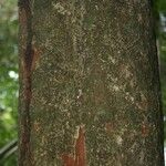 Pradosia ptychandra Bark