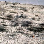 Polygonum equisetiforme 形態