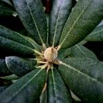 Rhododendron yakushimanum Leaf