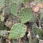 Opuntia littoralis List