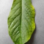 Asimina triloba Fuelha