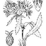 Eryngium pusillum 其他