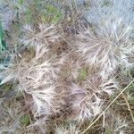 Bromus madritensis Other