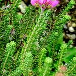 Erica tetralix Hoja