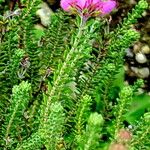 Erica tetralix Leaf