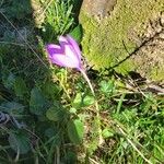 Crocus nudiflorusFloare