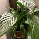 Spathiphyllum cochlearispathum (Liebm.) Engl.Frunză