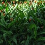 Heliconia psittacorum 整株植物