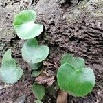 Adiantum reniforme Folio
