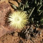 Cheiridopsis denticulata Flor