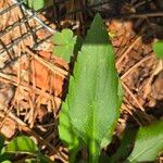 Solidago junceaFuelha