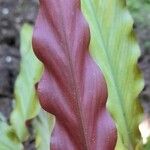 Goeppertia rufibarba Leaf