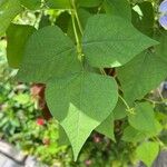 Psophocarpus tetragonolobus Leaf