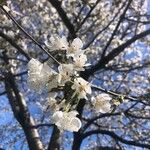 Prunus avium Flower