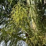 Dypsis pembana Çiçek