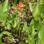 Castilleja coccinea Habit