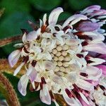 Petasites pyrenaicus Blüte