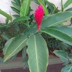 Alpinia purpurata Flower
