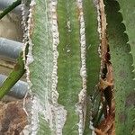 Euphorbia officinarum 樹皮