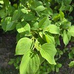 Cornus drummondii Foglia