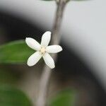 Cyclophyllum pindaiense Flower