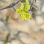 Helianthemum lippii Flower