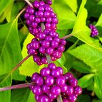 Callicarpa americana ഫലം