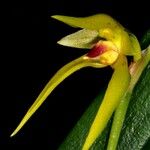 Bulbophyllum pachyanthum പുഷ്പം