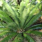 Dioon spinulosum List