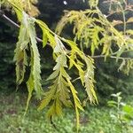 Quercus castaneifolia Leaf