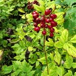 Actaea rubra 果實