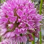 Allium angulosum Цветок